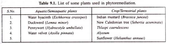 List of dome plants used in phytoremediation