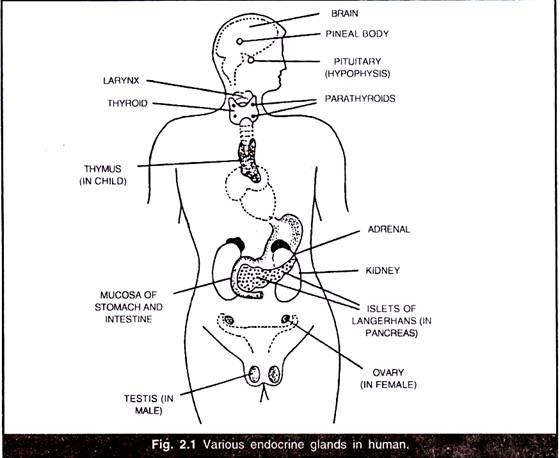 Various Endocrine Glands in Human