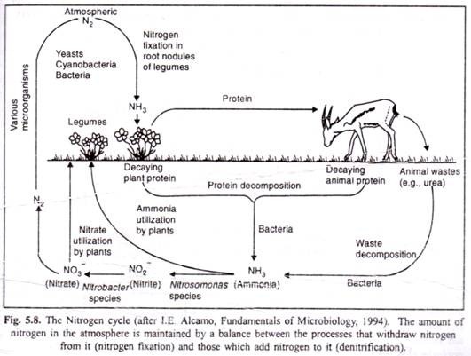 The Nitrogen Cycle