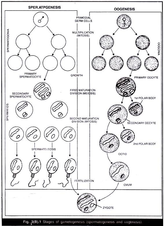 Stages of Gametogenesis (Spermatogenesis and Oogenesis)