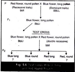 Test Cross in Blue Long and Red Round Flowers