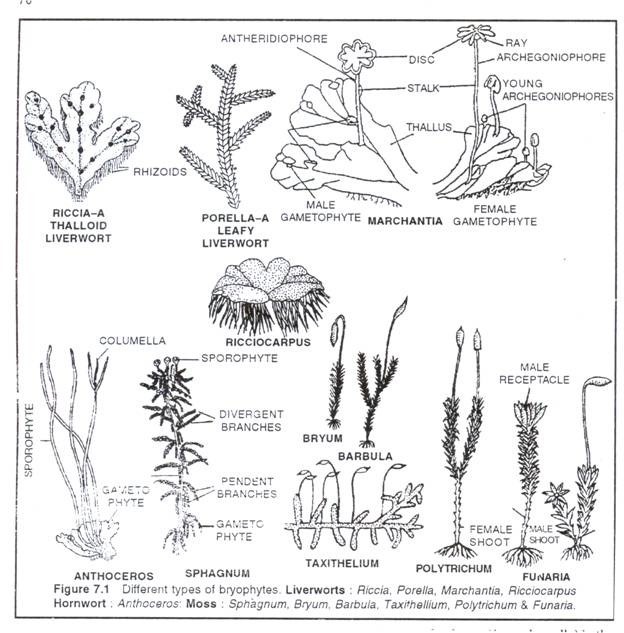 Different types of Bryophytes