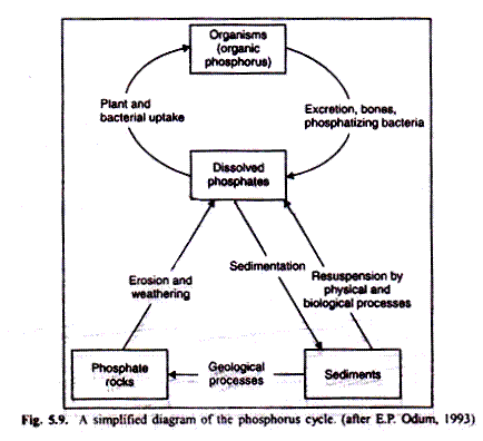 A Simple Diagram of the phosphorus cycle