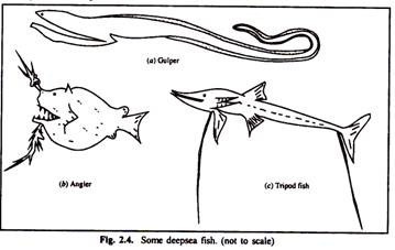 Relationship between alpha,gamma and beta diversity