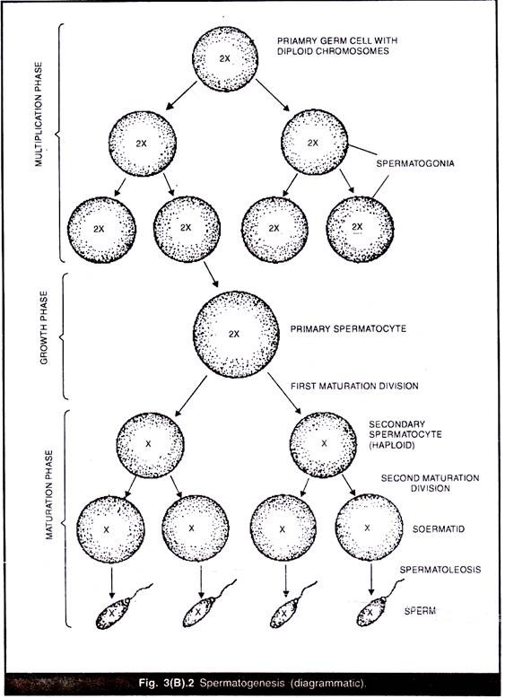Spermatogenesis(Diagrammatic)