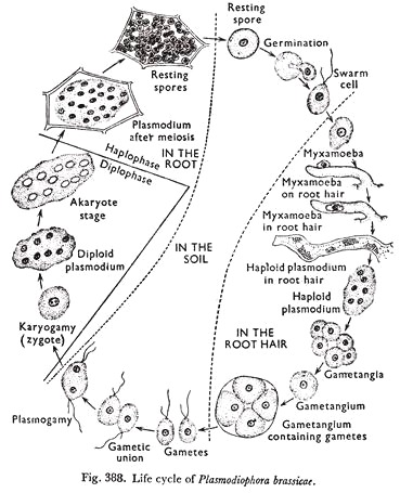 Exchange of Homologous Part During Crossing Over and Various Types of Crossing Over