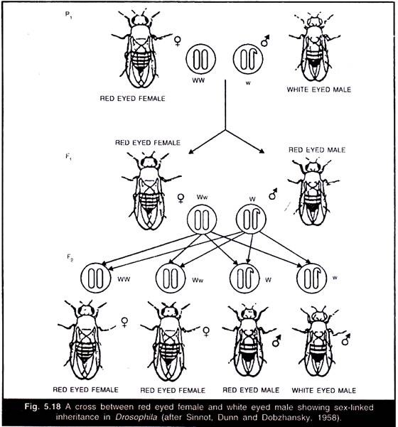 A Cross between Red Eyed Female and White Eyed Male Showing Sex-Linked Ingeritance in Drosophila 