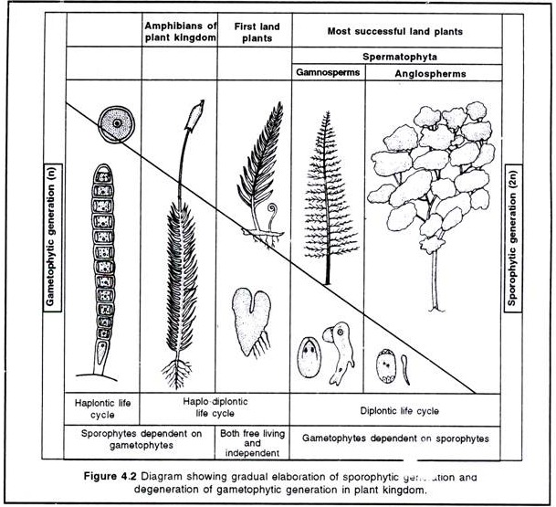 Diagram Swing gradual elaboration of Sporophytic genration and degeneration of gametophytic generation in plant kingdom