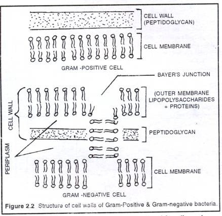 Structure of cell walls of Gram-Positive & Gram -Negative bacteria