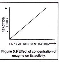 Effects of concentration of enzyme on its activity
