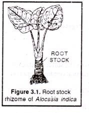 Root stock rhizome of Alocasia indica