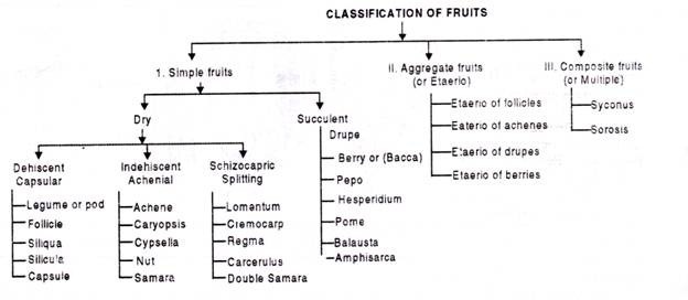 Classification of Fruits