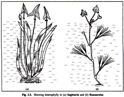 Floral diagram showing different planes of flower