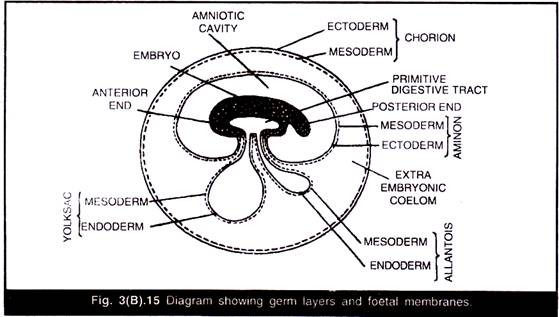 Diagram Showing Germ Layers and Foetal Membrance
