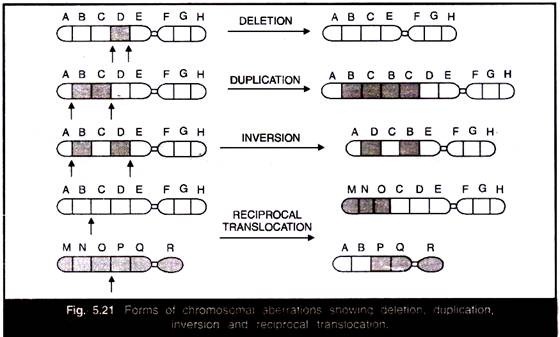 Forms of Chromosomal Aberrations Showing Deletion, Duplication, Inversion and Reciprocal Translocation