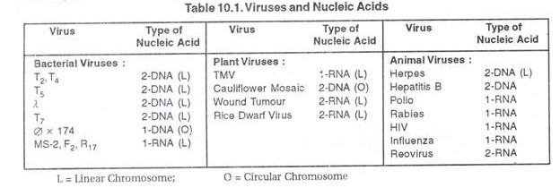 Viruses and Nucleic Acids