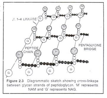 Cross-linkage between glycan strands of peptidoglycan