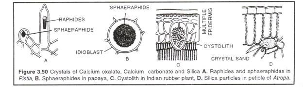 Crystais of calcium oxalate