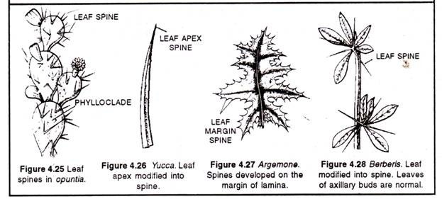Leaf Tendrils