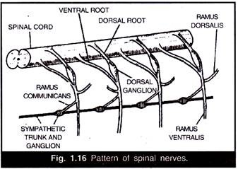 Pattern of Spinal Nerves