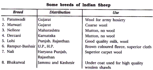 Some Breeds of Indian Sheep