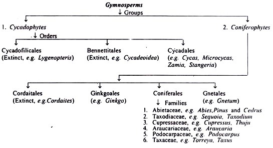Oogenesis (Diagrammatic)