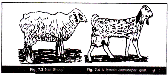 Nali Sheep and A Female Jamunapari Goal