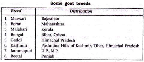 Some Goat Breeds