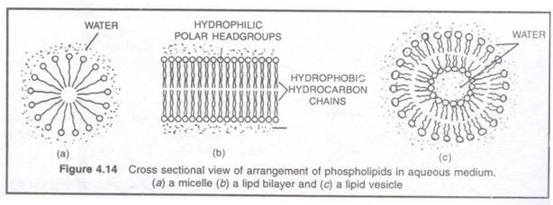 Cross Sectional view of arrangement of phospolopods in aqueous medium