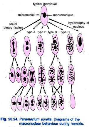 A Schematic Representation of Sexual Form of Reproduction and Development in Animal