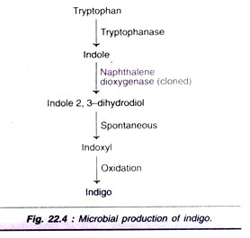 Diagrammatic life cycle of Dryopteris
