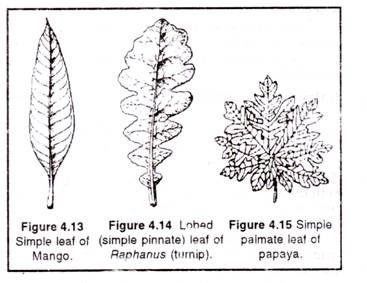 Simple & Compound Leaves