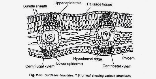 Lomentum