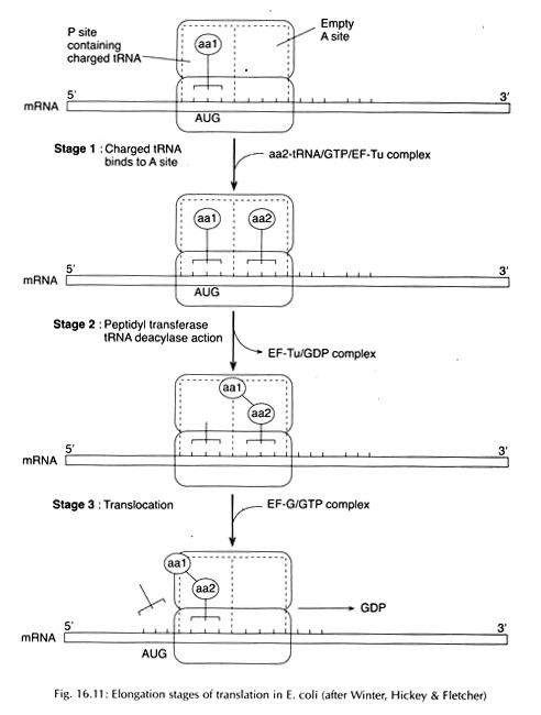 Stages of secondary growth in a woody stem