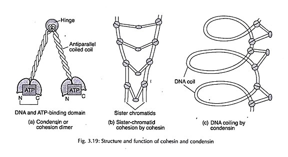 Ovule showing different stages of double fertilization