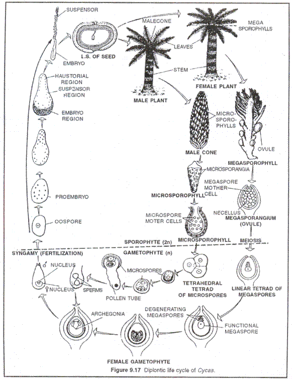 Diplotic life cycle of cycas
