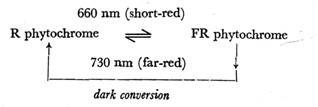 Free nuclear endosperm with embryo