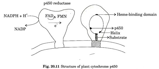 Post Fertilization changes in ovary