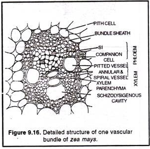 Detailed structure of one vascular bundle of zea mays