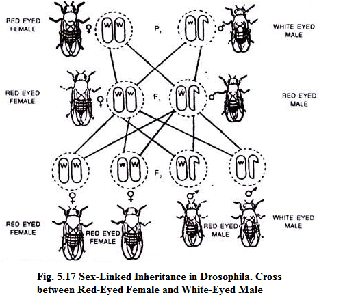 Sex-Linked Inheritance in Drosophila. Cross between Red-Eyed Female and White-Eyed Male