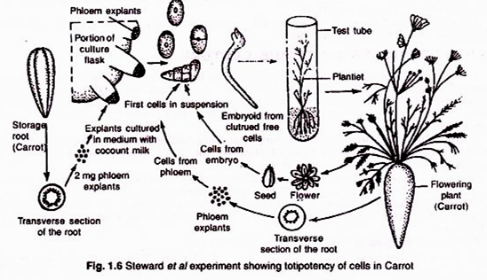 Types of trees A. Caudex of columnar; B. Excurrent; C. Deliquescent, tree of Banyan (Ficus).