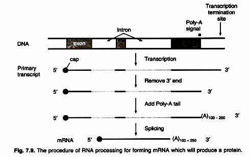 Spirogyra: Schematic repratation of the lae cycle