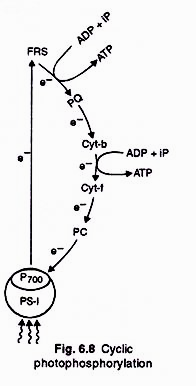 Cycas: Rosettle of megasporophylls