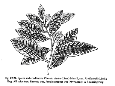 Cycas: Megasporophylls of different Species