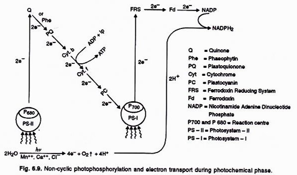 Types of bacterial filagllation