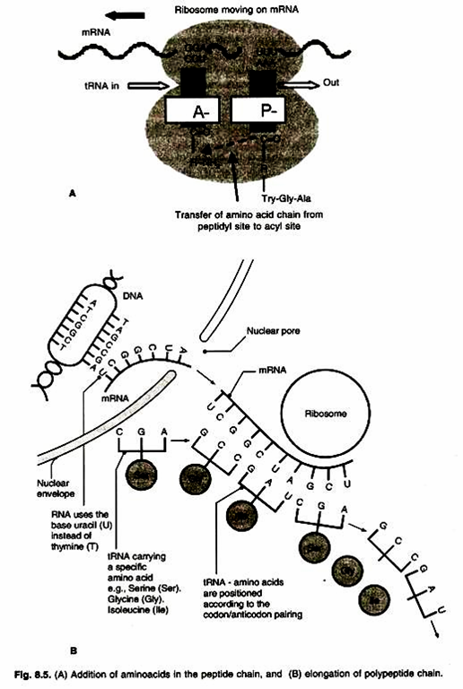 A & B-Orobanche. A-Parasite Growing on the Root of Brinjal B-A Root of Host with Growing Sedding of Parasite