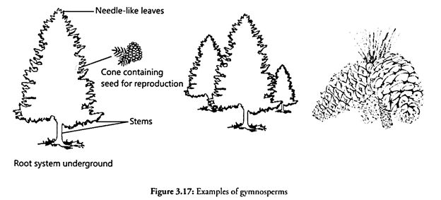 Root Nodules of a Legume Plant. A-Legume Root with Nodules B-T.S. of Root-Nodule. C-Single Cell of Nodule D-Nitrogen-Fixing Bacterium Rhizobium