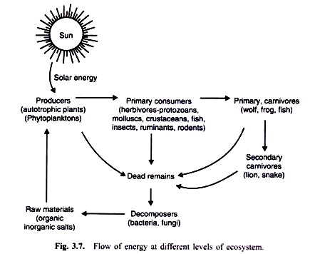 Flow of Energy at different Levels of Ecosystem