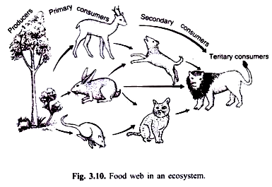 Food Web in an Ecosystem