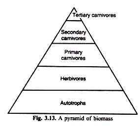 A Pyramid of Biomass